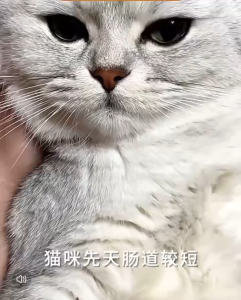 Pet Vitamin Probiotic Powder Sachet For Pets Dogs Cats Indigestion Stool Odor Vomiting Diarrhea