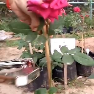 Minced Vegetable Tapetool Tapener Tapes Garter Plants Plant Branch Hand Tying Binding Machine Garden Tools