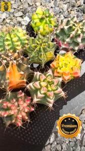 Colorful Gymnocalycium Famous ID / Gymnocalycium Variegated / Cactus Succulents / Kaktus