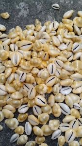 Biji Congklak Kerang Kuwuk Asli Alami Kuning 100 gram