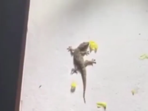 ใช้ 1 ครั้งทนทาน 10 ปียาฆ่าจิ้งจก ยาฆ่าตุ๊กแก ยากำจัดจิ้งจก ครีมกำจัดจิ้งจก 10g สูตรใหม่ ดึงดูดรวดเร็ว หนึ่งตัวกินเหยื่อเจล ตายยกรังในที่สุด เหมาะสำหรับครอบครัว กำจัดจิ้งจก ยาไล่จิ้งจก ไล่ตุ๊กแกถาวร ยากำจัดตุ๊กแก ยาฆ่าจิ้กจก ไล่จิ้งจกถาวร ยาเบื่อจิ้งจ