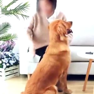 Hair Removal Comb For Dogs Cat Detangler Fur Trimming Dematting Deshedding Brush Grooming Tool