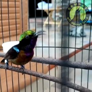 Gledek Nektar Nextar Nectar Pink Pakan Burung Konin Kolibri Ninja Sogon Pleci Muncang Pakan Harian Nutrisi Lengkap