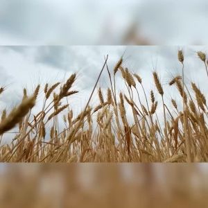 Asta Sendok Garpu Set Jerami Gandum Wheatstraw Food Grade Tebal