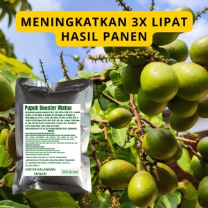 Pupuk Booster Matoa / Obat Booster Buah Matoa / Pupuk Booster Buah Matoa / Pupuk Buah Matoa