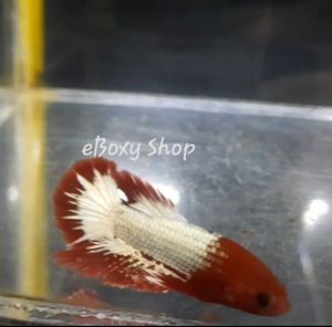 Fancy Halfmoon Plakat Betta