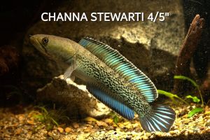 CHANNA STEWARTI 3/4" 🔥🔥🔥