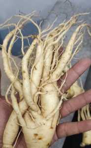 gingseng merah Korea original