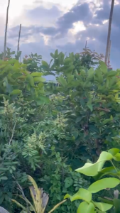 CÂY MẬN TAM HOA XANH ROI XANH CÂY CAO 70CM - 130CM CHUẨN GIỐNG 100%