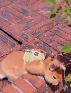 Pet Leash Adjustable Animal Walking Leash Harness Breathable Pet Puppy Kitten Comfort Carrier