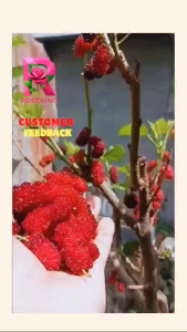 MULBERRY PLANTS ROOTED ILLINOIS plant rooted Illinois mabilis mag bunga.. sure na buhay na |order now