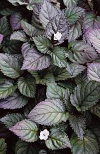 ต้นดาดตะกั่ว พืชคลุมดิน ร้านต้นไม้ Patsorntree