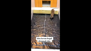 Lem Perangkap Tikus 0.6/1.2M Lem Tikus Jebakan Trap Papan Board Mouse Rat Jumbo Besar (per 2 PCS)