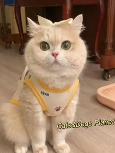 Warm Fleece Pet Vest for Dogs And Cats Anti Shedding Blue Gold Gradient New Style Spring Autumn Pet Clothing Dog Sweater