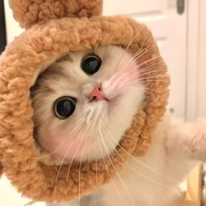 Funny Costume Hat for Cats And Dogs Universal Pet Accessories Duckling Cat Lion Rabbit Ear Fish Burn Bee Hat Ensemble Accessory