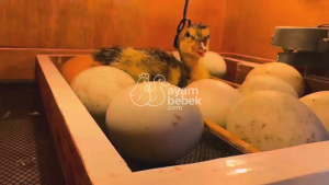 Telur Fertil Bebek Peking Bebek Alabio Bebek Lokal Mojosari - Telur Tetas Berkualitas | AyamBebek.com [PRE-ORDER]