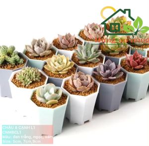 CNM8CL1 - chậu 8 cạnh chuyên trồng sen đá xương rồng bonsai nhựa PP dầy gần 2mm size 5cm