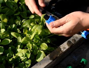 ข้อต่อเทปน้ำพุ่ง ข้อต่อน้ำหยด ข้อต่อเทปน้ำหยด ข้อต่อล็อคน็อต ใช้สำหรับต่อเเยกเทปน้ำหยดหรือเทปน้ำพุ่ง16 มม.