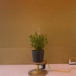 Cây Liễu Hồng - Cây Cảnh Sân Vườn