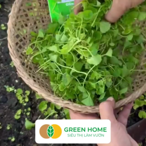 Hạt Giống Rau Má Greenhome Gói 1g~500 hạt Dễ Trồng Quanh Năm Nảy Mầm Cao Thu Hoạch Nhanh Năng Suất Cao R12