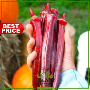 "GalaxySeeds" Red Okra Carmine Splendor Plant Seeds (10 Seed) for Planting Vegetable Plants F1