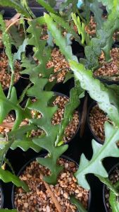 ต้นแคคตัสก้างปลา หรือ ซิกแซกแคคตัส Fishbone Cactus.หรือแคคตัสรูปกระดูกปลา โบตั๋นซิกแซกไม้หายาก เป็นไม้ฟอกอากาศ เลี้ยงง่าย ดอกต้นซิกแซกเป็นสีชมพู ความสูงของต้น 15-25 ซม.(ติดรากทุกต้น 1 กระถางมี 5-7 ต้น ส่งแบบเคาะดิน )