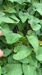 Lồng Bẫy Rắn Chuyên Nghiệp Thép Carbon - Mắt Lưới 1cm Bắt Sống Rắn Tùy Chọn Size 60cm Và 70cm - SaFami Store