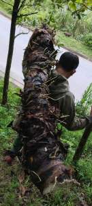 Củ bạc hà núi hàng tuyển lâu năm 3kg