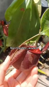 3-8 นิ้ว ต้นหม้อข้าวหม้อแกงลิง พันธุ์ N.Viking x Ampullaria Black (ไวกิ้งแอม-ดำ) ต้นไม้กินแมลง หม้อดำเงา ไม้ประดับตกแต่งสวน สวยๆ คุณพลาสชาติ