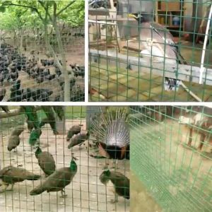 ลวดตาข่ายสี่เหลี่ยม ชุบพีวีซี สีขาว/สีดำ/สีเขียว ช่องตา 1นิ้ว ลวดตาข่าย ลวดตาข่ายชุบPVC ลวดตาข่ายเหล็กสีเหลี่ยม ตะข่ายลวดล้อมไก่ ล้อมรั้ว ตาข่ายpvc