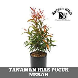 Tanaman Hias Pucuk Merah Tanaman pucuk merah