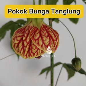 Abutilon Chinese Lantern Flower Bunga Tanglung Live Plant SHS Kebun