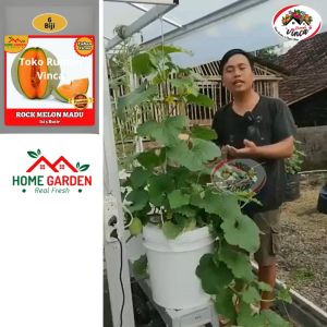 Benih Bibit Melon Orange ROCK MELON MADU F1 Tahan Virus Super Manis