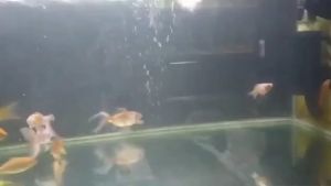 YAMANO WP 103 - Pompa Air Celup Kolam Ikan Aquarium Aquascape WP103