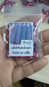 50 เมล็ด ข้าวโพดเทียนม่วง เมล็ดข้าวโพดเทียนม่วง ข้าวโพดเทียน เมล็ดข้าวโพดเทียน ข้าวโพด เมล็ดข้าวโพด