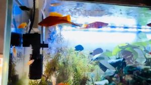 3 in 1 Aquarium Filter For Fish Tank Submersible Silent Air Oxygen Aerator Water Change Pump Air Pump Wave Maker