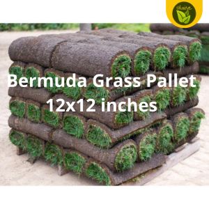 Bermuda Grass Pallet 12x12 inches high quality seedling for planting with established roots