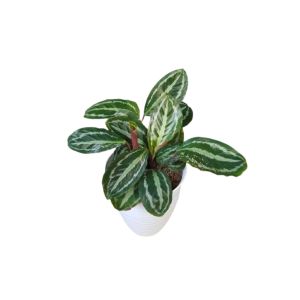 Tanaman Hias Calathea Silver Black