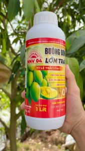 BUÔNG ĐÒN LỚN TRÁI – Sửa Trái Kéo Dài Trái Nuôi Trái Non Lớn Nhanh Lên Màu Nặng Ký – Hạn Chế Xoài Bị Cóc Đeo Lép Trái Méo Trái (Chai 1 Lít)