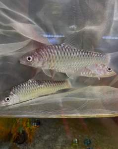 EMPURAU IKAN KELAH SARAWAK