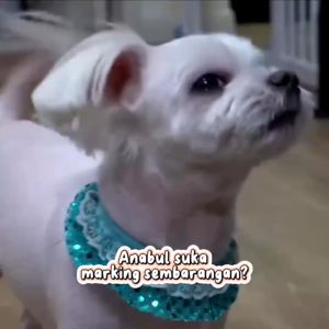 Dog Repellent Bad Behaviour Training Anjing Mencegah Anjing Mendekat Spray 120 ml - Pet Repellent Spray for dog cat keep off Spray - Spray Melatih Training Pipis Pup Pee Poop Kotoran Potty Toilet Kucing Anjing Cat Dog Repellent - Spray No More Marking