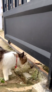 REMOV Spray Obat Jamur Kucing Dan Anjing 30ml