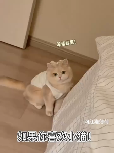 PE-1338 ปลอกคอลูกไม้สัตว์เลี้ยง สุนัข หมา แมว ผ้าพันคอสุนัขโบว์ลายสก๊อต ปลอกคอน่ารัก พร้อมส่ง 🧸