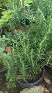 S8 สมุนไพรกลิ่นหอม โรสแมรี่ต้นโต แข็งแรงพร้อมปลูก ราคาประหยัด