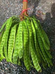 สะตอข้าว สะตอคีรีวงสด 10 ฝัก 📍พร้อมส่ง