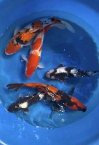 Japan Kohaku Hi Utsuri & Shiro Utsuri 38-45cm from Momotaro Farm RM1288 per koi