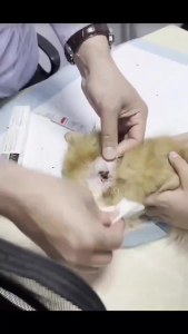 Oridermyl Pet Ear Cleaner - Cat & Dog Ear intectlon / Ear Mite - Ear Cleaner Ear Drop/10g