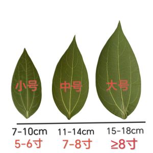 Special Carved Peace Leaf Dry Specimen Laser Engraved Photo Stall Selling Leaf Carving Decorative Home Accessories