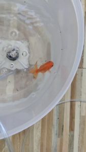 อาหารปลาสวยงาม เม็ดเล็ก กระปุก500กรัม กินดีโตเร็ว สีสด