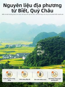 QILIXIANG | Đậu Sophora Cheek Bijie Không Rừng Không Đặc Biệt 100g